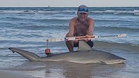 Sharkaholics - David Crain