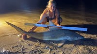 Sharkaholics - Erika Green