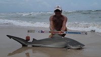 Sharkaholics - David Crain