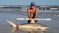 Sharkaholics - David Crain