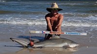 Sharkaholics - David Crain