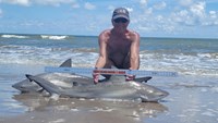 Sharkaholics - David Crain