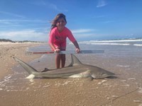 Sharkaholics - Emma Knight