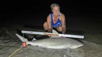 Sharkaholics - Erika Green