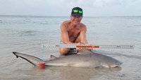Sharkaholics - David Crain