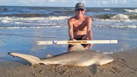 Sharkaholics - David Crain
