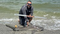 Sharkaholics - Eric Lane