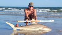 Sharkaholics - David Crain