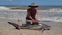 Sharkaholics - David Crain
