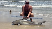 Sharkaholics - Shane Belair