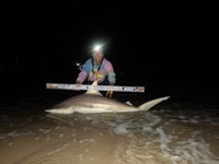 Sharkaholics - Kyle Barnes