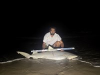 Gulf Gear - Josh Diaz