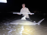 Up Coast Sharkers - Trenton Williams